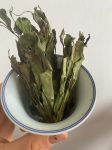 24年拋荒白牡丹