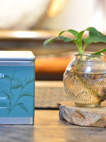 Banshan Wild White Peony White Tea – Premium Metal Tea Tin Packaging